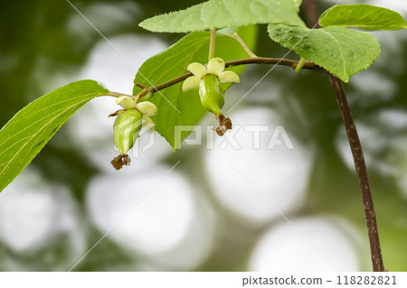 年輕的獼猴桃果實已完成開花並開始生長 年輕的獼猴桃果實已完成開花並開始生長 118282821