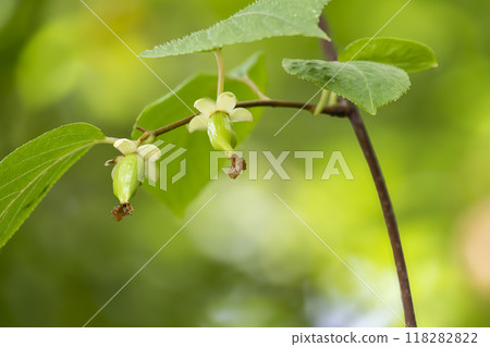 年輕的獼猴桃果實已完成開花並開始生長 年輕的獼猴桃果實已完成開花並開始生長 118282822