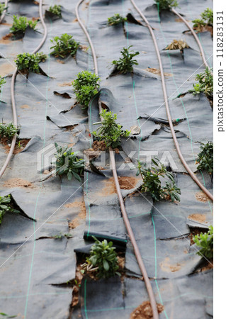 Automatic garden irrigation system with plastic pipes outdoors at garden. Green plants grows on black geotextile on soil. Concept of gardening, landscaping and spring planting. Sunshine Automatic garden irrigation system with plastic pipes outdoors at garden. Green plants grows on black geotextile on soil. Concept of gardening, landscaping and spring planting. Sunshine 118283131