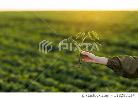 Close up of soybean plant in farmer's hand on natural cultivated soya field background. Agriculture environmental protection. Crops care concept and control of growth and development of sprouts. 118283134