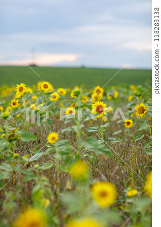 Agriculture. Close up of blooming sunflower heads or Helianthus annuus on summer field with yellow petals and green leafs. Sunflower oil and seeds production Agriculture. Close up of blooming sunflower heads or Helianthus annuus on summer field with yellow petals and green leafs. Sunflower oil and seeds production 118283138