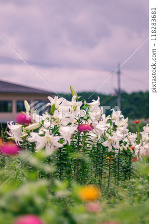 開花在高原的百合花 開花在高原的百合花 118283681