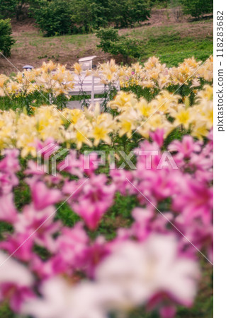 開花在高原的百合花 開花在高原的百合花 118283682