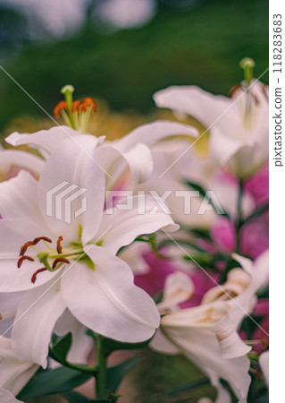 開花在高原的百合花 118283683