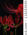 Red spider lilies standing out against a black background 118283690