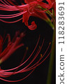 Red spider lilies standing out against a black background 118283691