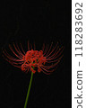 Cluster amaryllis floating in the dark 118283692