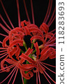 Cluster amaryllis floating in the dark 118283693