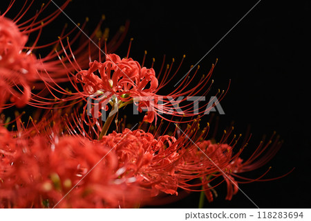 A cluster amarylas flowing in black back 118283694