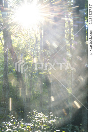 Beech Forest Fresh Green Eco Image (Oyama) 118283787