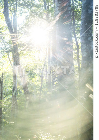 Beech Forest Fresh Green Eco Image (Oyama) 118283788