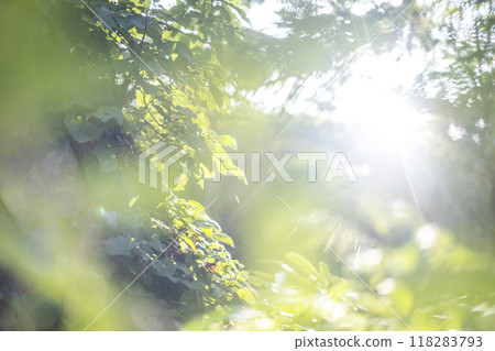Beech Forest Fresh Green Eco Image (Oyama) Beech Forest Fresh Green Eco Image (Oyama) 118283793