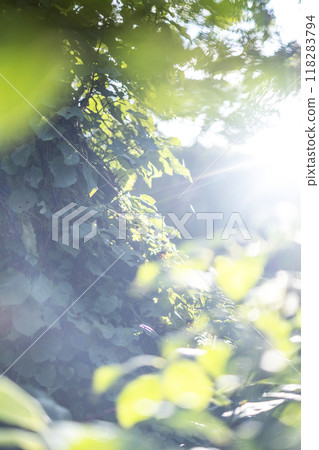 Beech Forest Fresh Green Eco Image (Oyama) Beech Forest Fresh Green Eco Image (Oyama) 118283794