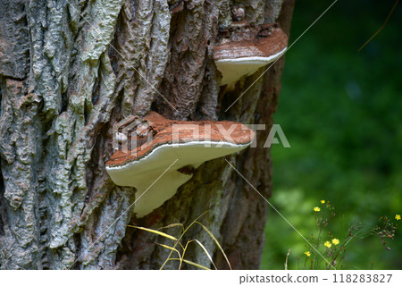 蘑菇猴凳 118283827