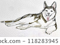 Cute husky dog lying down 118283945