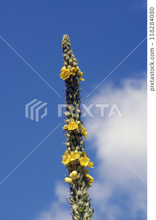 天鵝絨駝鹿 118284080