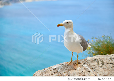 Majestic Seagull Perched on Cliff Edge Overlooking Breathtaking Coastal Panorama Sunny Day Nature Tourism Scenic Landscape. Coastal Wildlife Seagull Surveys Azure Sea from Rocky Precipice Cloudless 118284456