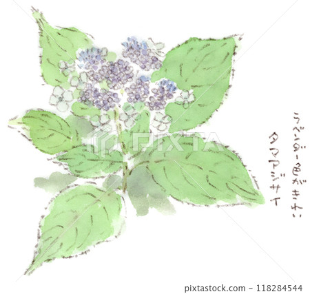 A watercolor illustration of Hydrangea macrophylla, a summer to autumn plant whose ball-like buds bloom into fireworks-like flowers. 118284544