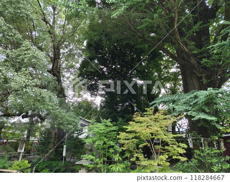 秩父神社境內 118284667