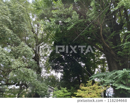 秩父神社境內 秩父神社境內 118284668