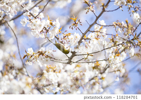 藍天白雲下盛開的櫻花包圍著白眼鳥 118284701