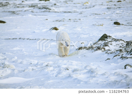 Polar bear 118284763