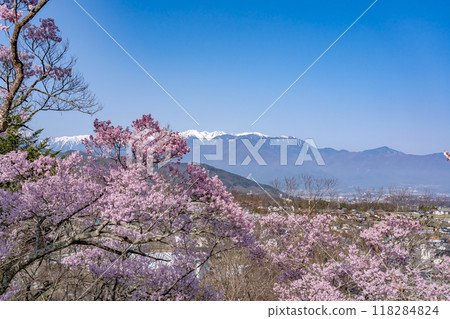 長野縣伊那市,高遠城跡公園,據說是全國最好的櫻花,盛開的櫻花和中央阿爾卑斯山的雪山 長野縣伊那市,高遠城跡公園,據說是全國最好的櫻花,盛開的櫻花和中央阿爾卑斯山的雪山 118284824