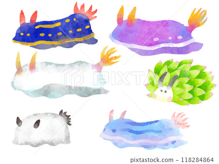 Illustrations of various sea slugs, hand-drawn, watercolor style Illustrations of various sea slugs, hand-drawn, watercolor style 118284864