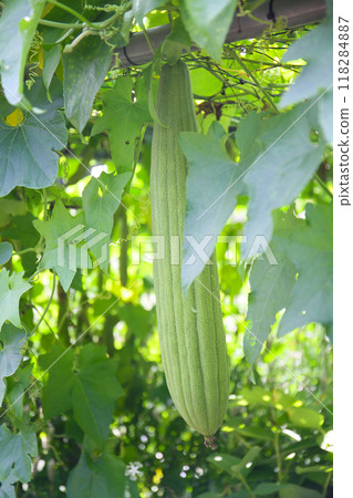 Loofah Loofah 118284887