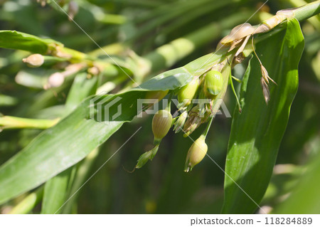 Pearl barley 118284889