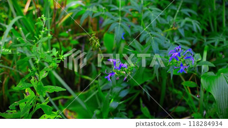 尾瀨公園盛開的藍色花朵 尾瀨公園盛開的藍色花朵 118284934