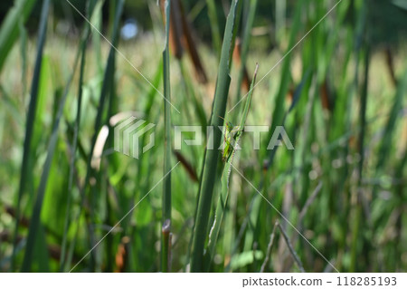 蝗蟲棲息在香蒲葉上，湖泊，仲夏水邊風景 118285193