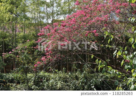 Jozanen Japanese Garden Jozanen Japanese Garden 118285263