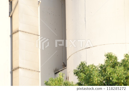 Summer Kestrel Summer Kestrel 118285272