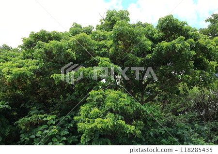 Nature Plants Akagi is a southern tree and one of the representative large trees of Okinawa. It can be seen in various places, both naturally growing and planted. Nature Plants Akagi is a southern tree and one of the representative large trees of Okinawa. It can be seen in various places, both naturally growing and planted. 118285435