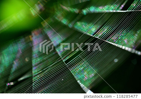 A close-up of a spider web shining iridescently in the morning sun 118285477