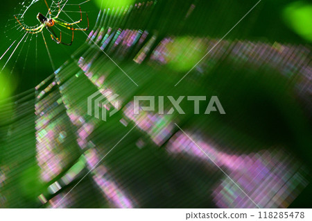 A close-up of a spider web shining iridescently in the morning sun A close-up of a spider web shining iridescently in the morning sun 118285478