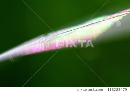 A close-up of a spider web shining iridescently in the morning sun 118285479