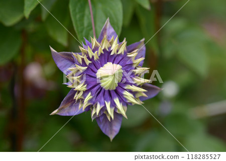 Clematis taiga Clematis taiga 118285527