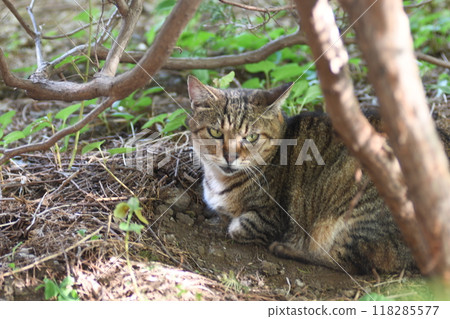 Stray Cat Kashio River Promenade 118285577