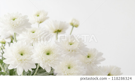 供花白菊花 118286324