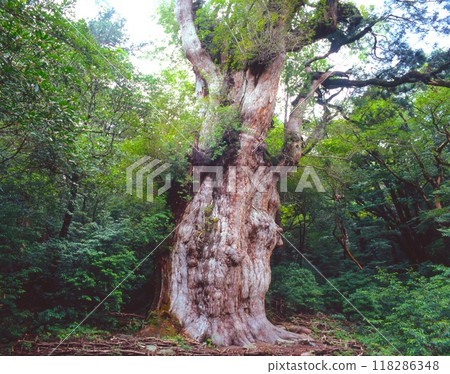 "World Natural Heritage" Yakushima, Jomon Cedar / Nationally Designated Special Natural Monument / Yakucho, Kumage District, Kagoshima Prefecture "World Natural Heritage" Yakushima, Jomon Cedar / Nationally Designated Special Natural Monument / Yakucho, Kumage District, Kagoshima Prefecture 118286348