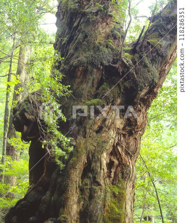 "World Natural Heritage" Yakushima, Moss-covered Buddha Cedar in Yakusugi Land / "Yakushima National Park" "World Natural Heritage" Yakushima, Moss-covered Buddha Cedar in Yakusugi Land / "Yakushima National Park" 118286351
