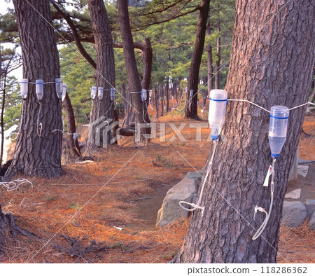"Nationally designated natural monument" and "Nationally designated scenic spot" Tojinbo's pine forest / Nature conservation activities using tree treatment 118286362
