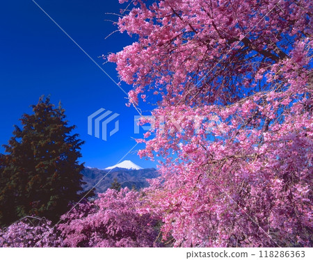 "World cultural heritage" Mt. Fuji view and red bamboo trees cherry blossoms 118286363