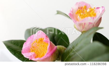 椿 - 16:9 118286398