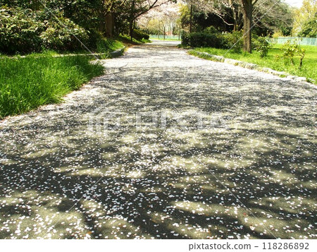春天櫻花花瓣落下的水元公園散步風景 118286892