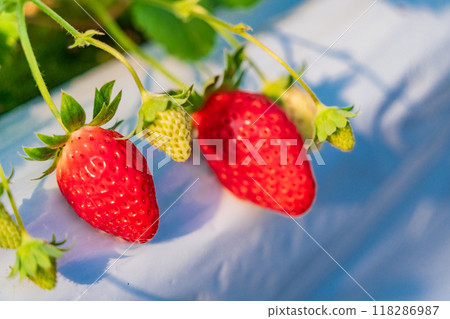 Strawberries in the strawberry hunting garden Strawberries in the strawberry hunting garden 118286987