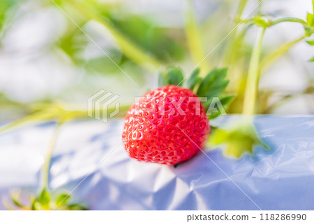 Strawberries in the strawberry hunting garden Strawberries in the strawberry hunting garden 118286990