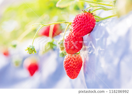 Strawberries in the strawberry hunting garden 118286992